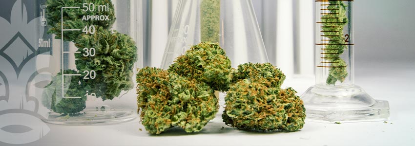 Wird Hefe Die Cannabispflanze Ersetzen?