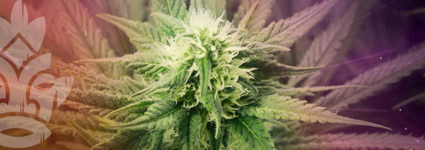 Melasse ist ein effektiver natrlicher Dnger fr Cannabis - Zativo