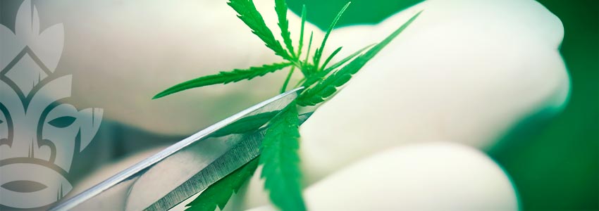 WORIN LIEGEN DIE VORTEILE DES KLONENS VON CANNABIS?