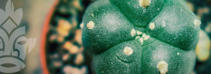 Peyote (Lophophora Williamsii)