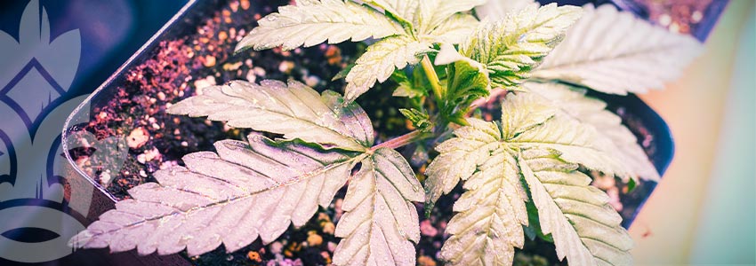 Die Bedeutung Der Bodenporosität Für Den Cannabisanbau