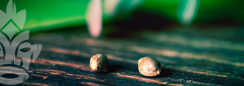 Kann Man Das Geschlecht Von Cannabissamen Bestimmen?