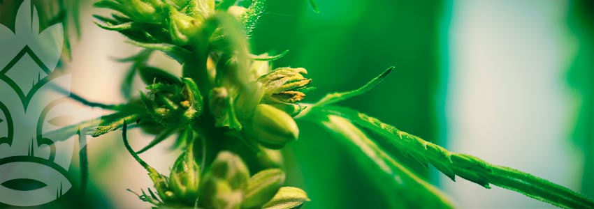 Woher Weiß Man, Ob Eine Cannabispflanze Ein Hermaphrodit Ist?