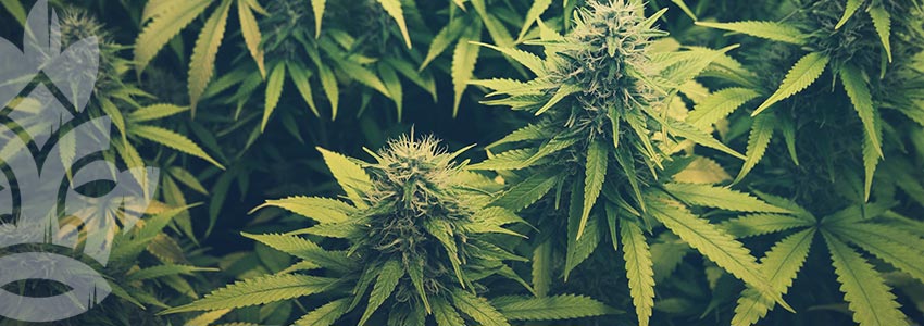 Was Ist Der Unterschied Zwischen Cannabis Und Hanf?