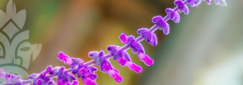 Salvia