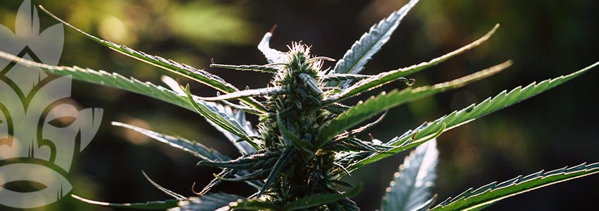 Cannabis Anbauen: Eine Lebenslange Reise