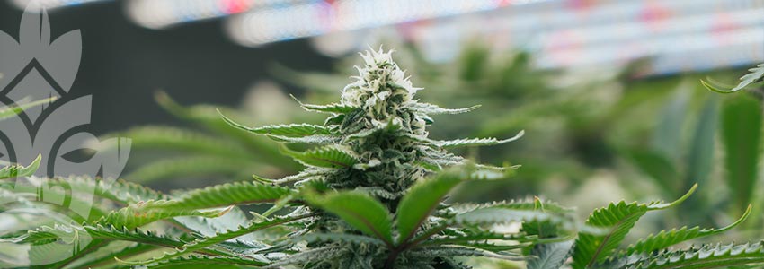 Die 10 Besten Tipps Für Den Cannabisanbau