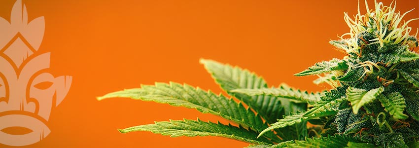 Kann Cannabis Andere Farben Annehmen?