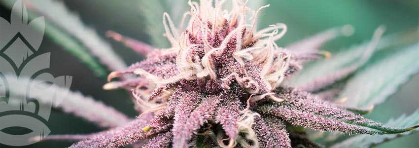 Wie Man Violettes Cannabis Anbaut