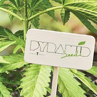 Zum Kompletten Sortiment Von Pyramid Seeds