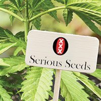 Zum Kompletten Sortiment Von Serious Seeds