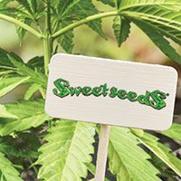 Zum Kompletten Sortiment Von Sweet Seeds