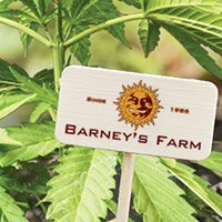 Zum Kompletten Sortiment Von Barney'S Farm