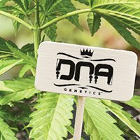 Zum Kompletten Sortiment Von Dna Genetics