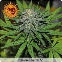 Pineapple Express Auto (Barney's Farm)