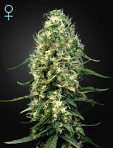 Super Silver Haze CBD (Greenhouse Seeds)