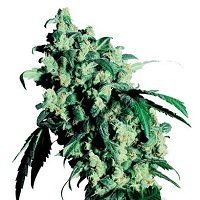 Super Skunk (Sensi Seeds)