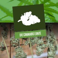 Die Cannabis Ernte