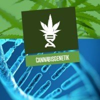 Cannabisgenetik