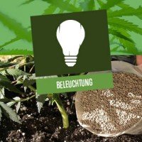 Beleuchtung für den Cannabisanbau