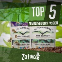 Top 5 Feminisiert Dutch Passion