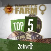 Top 5 Feminisiert Barney's Farm