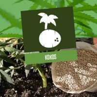 Cannabis In Kokos Anbauen