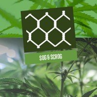 SOG und ScrOG