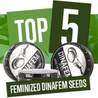 Top 5 Feminisiert Dinafem