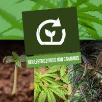 Der Lebenszyklus von Cannabis