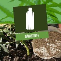 Nährstoffe für Cannabispflanzen