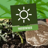 Photosynthese bei Cannabispflanzen