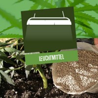 Leuchtmittel für die Cannabisaufzucht