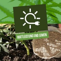Wattleistung und Lumen der Leuchtmittel für den Cannabisanbau