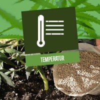 Die beste Temperatur für die Cannabisaufzucht
