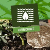 Ideale Luftfeuchtigkeit für Cannabis