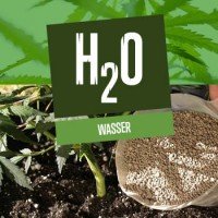 Wasser für die Cannabispflanzen