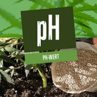 pH-Wert und Cannabis