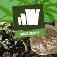 Größe der Töpfe für Cannabispflanzen
