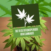 Die Vegetationsperiode von Cannabis