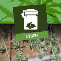 Cannabis Aushärten