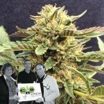 CBD Crew Veröffentlicht Neue Sorte: CBD Therapy