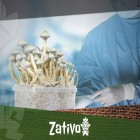 Magic Mushrooms - Wie Man Steril Arbeitet