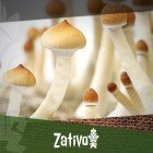 Die Geschichte Von Magic Mushrooms