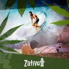 Die Verschiedenen Cannabisarten Und Ihre Wirkungen