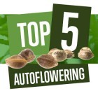 Die Top 5 autoflowering Cannabissorten für 2018