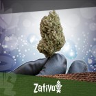 Die besten Techniken, Cannabis zu trocknen und auszuhärten