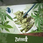 Anbaubericht: Neue Cannabissorten von Zamnesia und Royal Queen Seeds anbauen