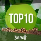 Top 10 der Cannabis-Saatgutbanken