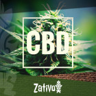 Die besten CBD-reichen Cannabissorten